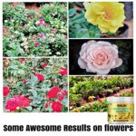 MAAJEE Plant Growth Promoter Soil Application Fertiliser for All Indoor Outdoor Plants-400GM